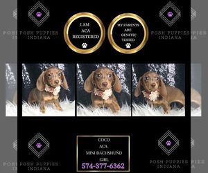 Dachshund Puppy for Sale in WARSAW, Indiana USA