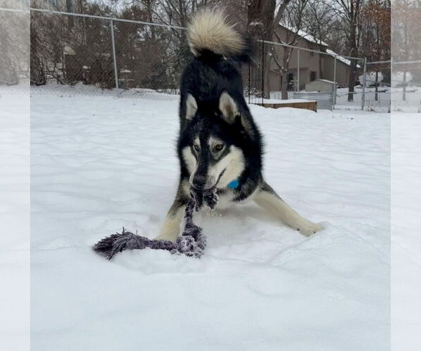 Medium Photo #4 Siberian Husky Puppy For Sale in Princeton, MN, USA