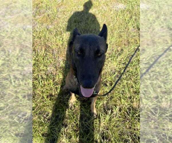 Medium Photo #2 Mutt Puppy For Sale in Imlay City, MI, USA