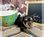 Small #5 Yorkshire Terrier