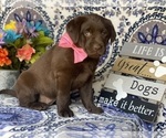 Small Photo #1 Labrador Retriever Puppy For Sale in LANCASTER, PA, USA