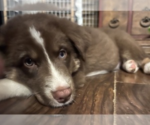 Australian Shepherd Puppy for Sale in MERCER, Wisconsin USA