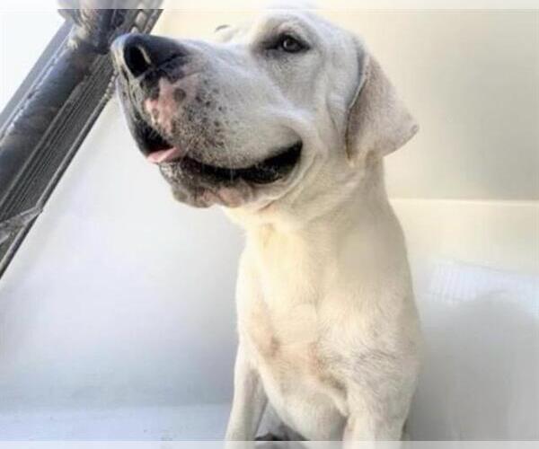 Medium Photo #1 Labrador Retriever Puppy For Sale in Houston, TX, USA