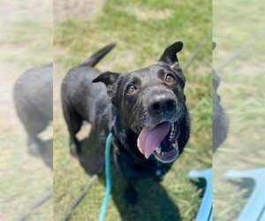 Rocky - Male German Shepherd Dog-Unknown Mix Dog for Adoption - Photo #2