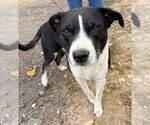 Small #1 American Pit Bull Terrier-Border Collie Mix