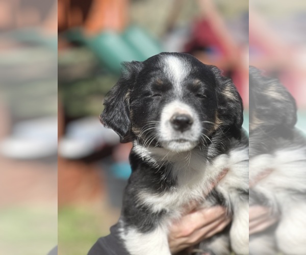 Medium Photo #3 Border Collie-Miniature Australian Shepherd Mix Puppy For Sale in MITCHELL, OR, USA