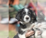 Small Photo #3 Border Collie-Miniature Australian Shepherd Mix Puppy For Sale in MITCHELL, OR, USA