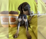 Small Photo #3 Doberman Pinscher Puppy For Sale in JURUPA VALLEY, CA, USA