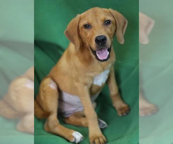 Medium Photo #2 Beagle-Unknown Mix Puppy For Sale in Wakefield, RI, USA