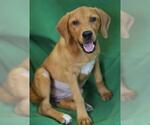 Small #1 Beagle Mix