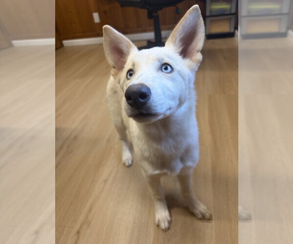 Medium Photo #1 Siberian Husky-Unknown Mix Puppy For Sale in Raleigh, NC, USA