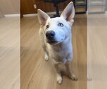 Ailynn - Female Siberian Husky-Unknown Mix Dog for Adoption - Small photo
