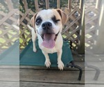 Small #3 Beagle-Chihuahua Mix