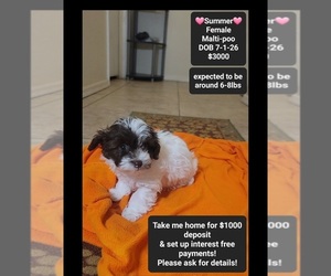 Maltipoo (Toy) Puppy for sale in TUCSON, AZ, USA
