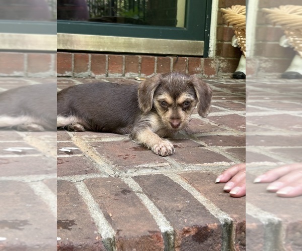 Medium Photo #6 Cock-A-Poo Puppy For Sale in COLUMBUS, GA, USA
