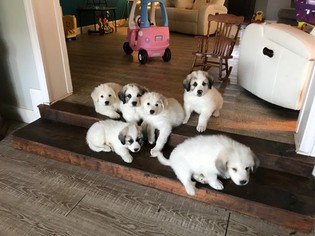 Great Pyrenees Puppy for sale in PANAMA CITY BEACH, FL, USA