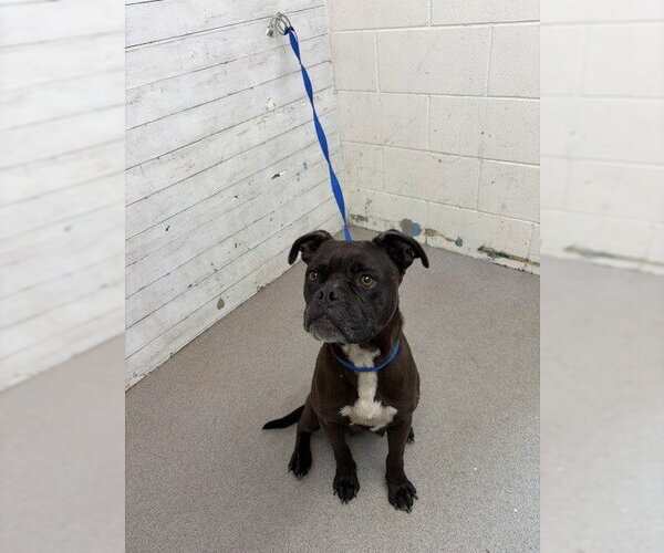 Medium Photo #1 Boxer-Unknown Mix Puppy For Sale in San Bernardino, CA, USA