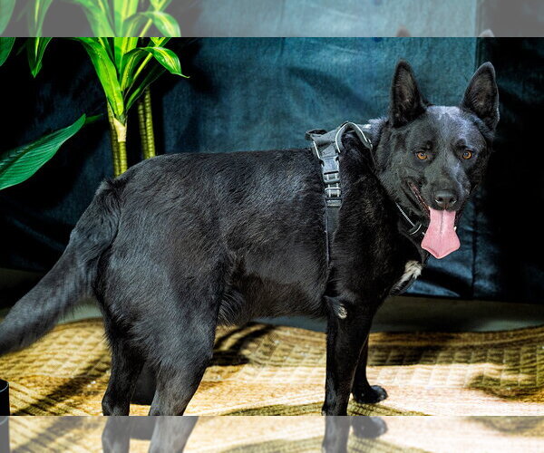 Medium Photo #11 Mutt Puppy For Sale in Cedar Crest, NM, USA