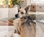 Small #3 Rhodesian Ridgeback-Siberian Husky Mix