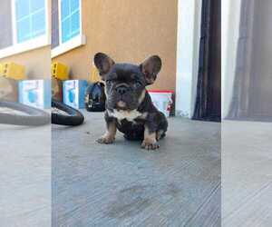 French Bulldog Puppy for sale in OROVILLE, CA, USA