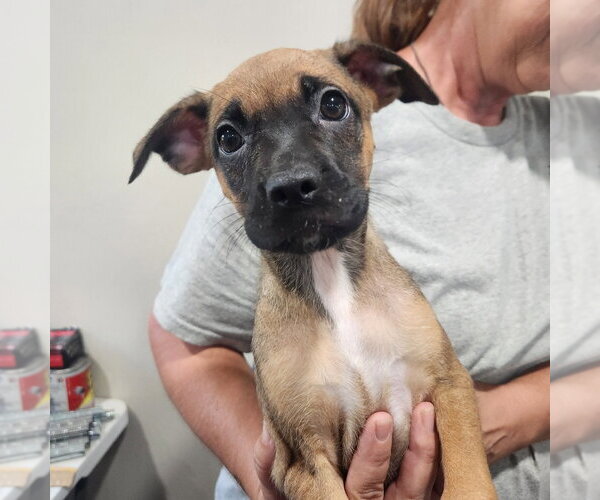 Medium Photo #1 Pug-Unknown Mix Puppy For Sale in Walnutport, PA, USA