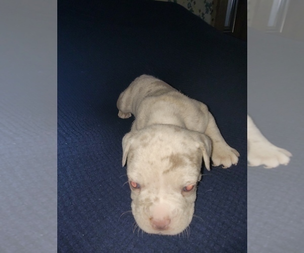Medium Photo #3 Olde English Bulldogge Puppy For Sale in HAMLER, OH, USA
