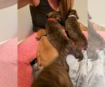 Buddy - Female Boxer Puppy for Sale - Small photo