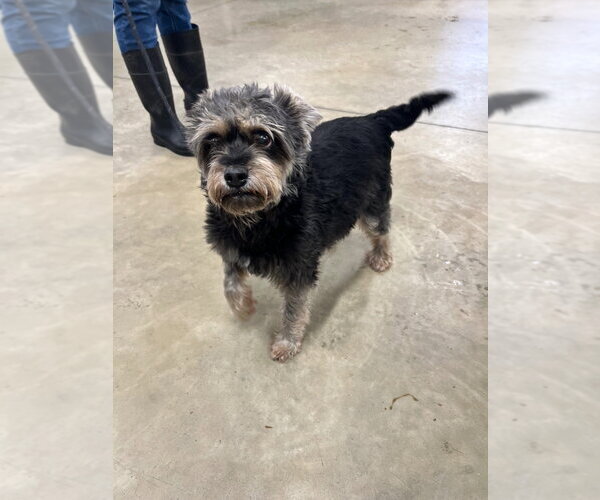 Medium Photo #3 Mutt Puppy For Sale in Pierceton , IN, USA