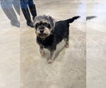 Small #2 Mutt