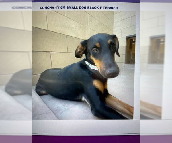 Medium Photo #3 Doberman Pinscher-Unknown Mix Puppy For Sale in Sebec, ME, USA