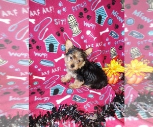 Yorkshire Terrier Puppy for sale in LAPEER, MI, USA