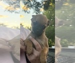 Small Chihuahua