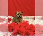 Small #22 Yorkshire Terrier