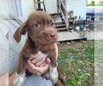 Small Chihuahua Mix