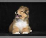 Small Photo #3 Collie Puppy For Sale in DANVILLE, PA, USA