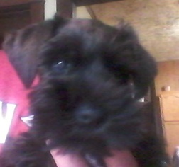 Schnauzer (Miniature) Puppy for sale in WOOSTER, OH, USA