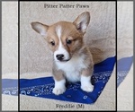 Puppy Freddie Pembroke Welsh Corgi