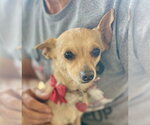 Small #6 Chihuahua