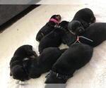 Small Photo #1 Rottweiler Puppy For Sale in RACINE, WI, USA