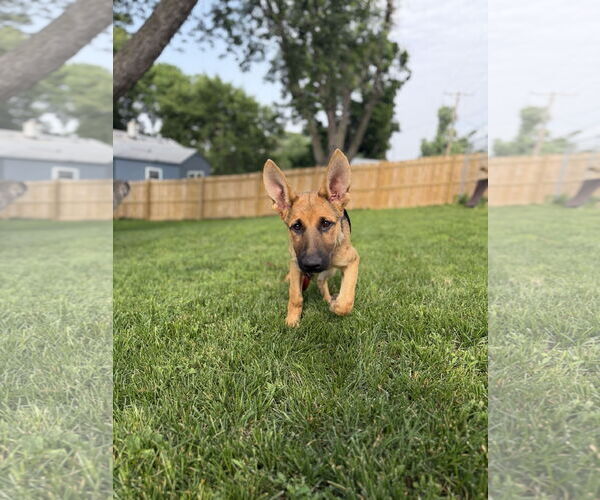 Medium Photo #5 German Shepherd Dog Puppy For Sale in Belleuve, NE, USA