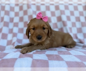 Golden Retriever Puppy for sale in LAKELAND, FL, USA