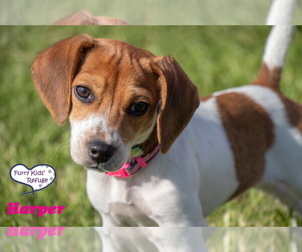 Medium Photo #4 Beagle-Unknown Mix Puppy For Sale in Lee's Summit, MO, USA