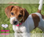 Small #3 Beagle Mix