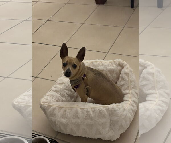 Medium Photo #2 Chihuahua-Unknown Mix Puppy For Sale in Miami, FL, USA