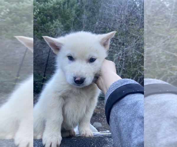 Medium Photo #1 Gerberian Shepsky Puppy For Sale in MAD RIVER, CA, USA