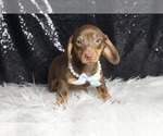 Small #2 Dachshund