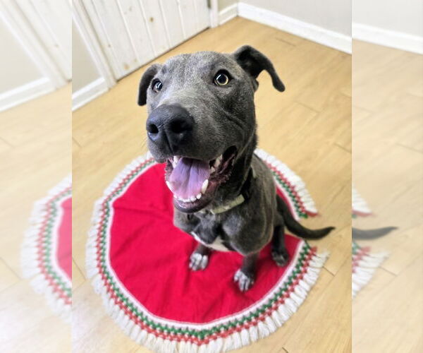 Medium Photo #4 Mutt Puppy For Sale in Rockaway, NJ, USA