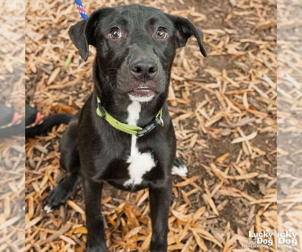 Medium Photo #6 Labrador Retriever-Unknown Mix Puppy For Sale in Washington, DC, USA