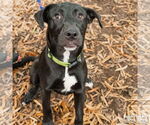 Small #5 Labrador Retriever Mix