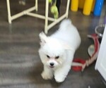 Small #8 Bichon Frise